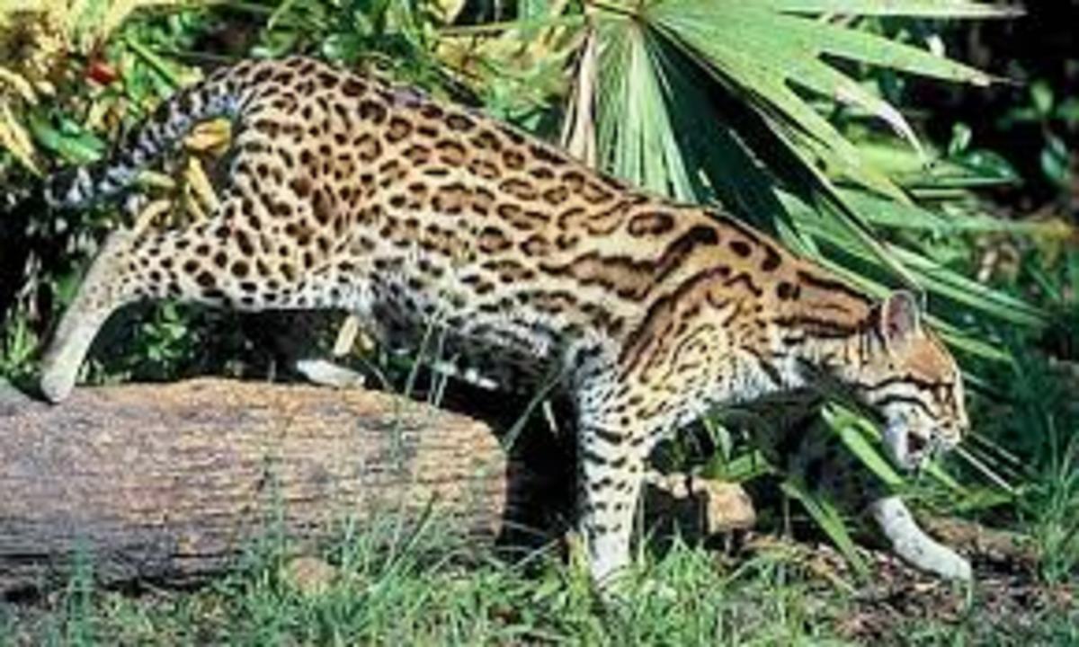 The Ocelot - Leopardus pardalis, or Dwarf Leopard - HubPages