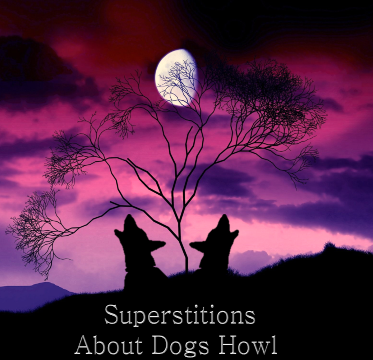 Superstitions About Dogs Howl Hubpages