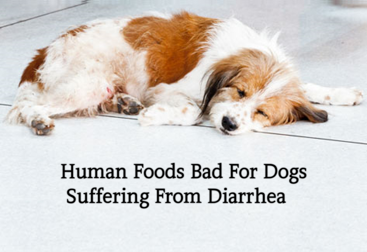 15 Human Foods, Bad For Dogs HubPages
