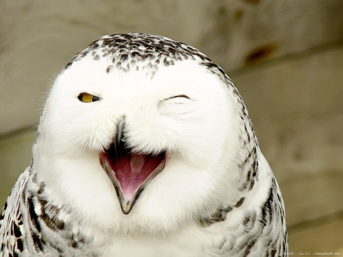 Smiling Snow Owl (The Emotion Card)