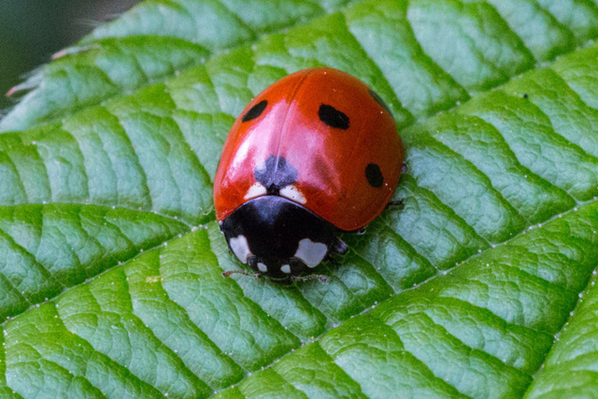 Ladybug on a Leaf (The Nature Card)