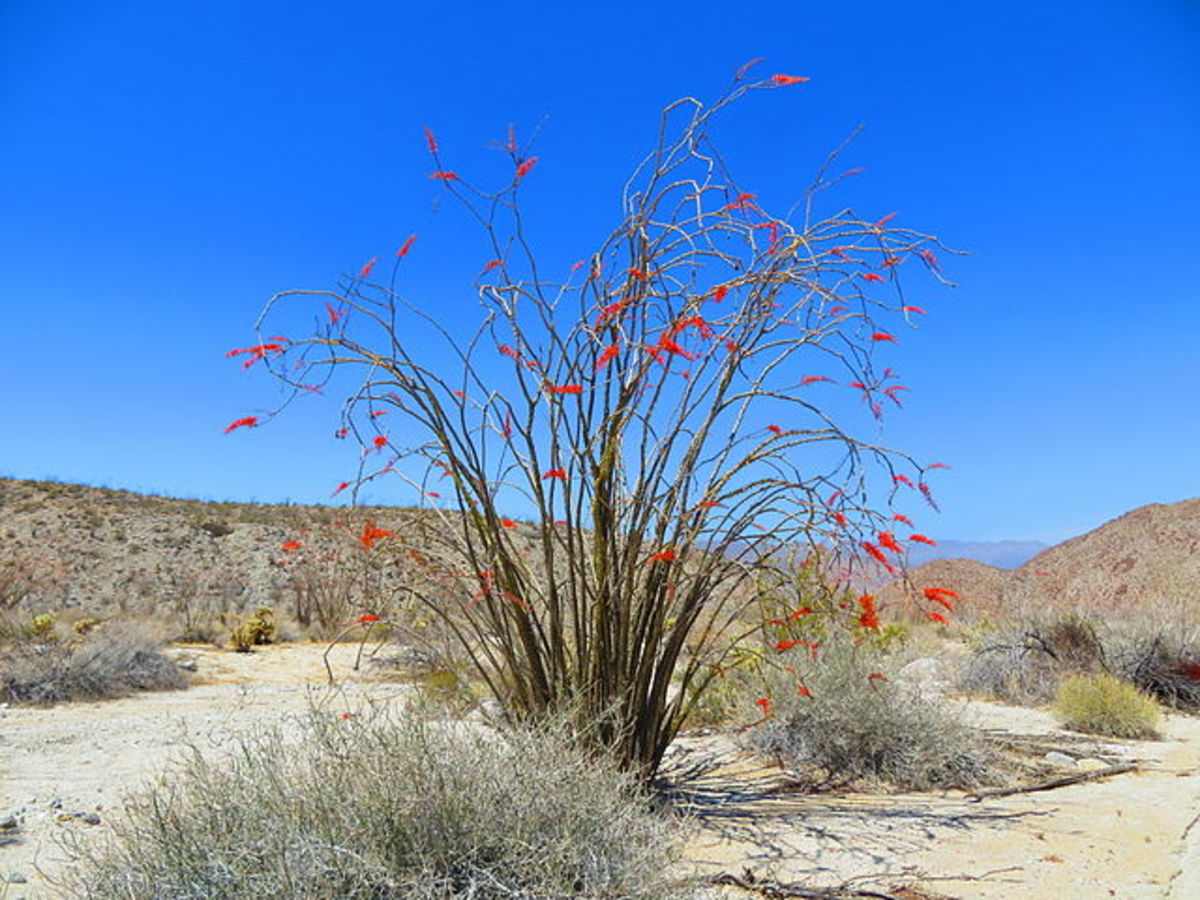 Ocotillo Plant (Desert Perennial)