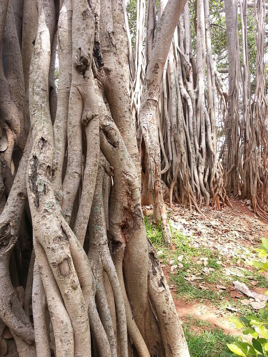Roots of the Banyan Tree