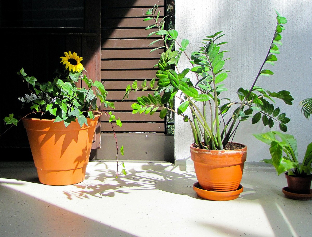 10-easy-houseplants-for-beginners