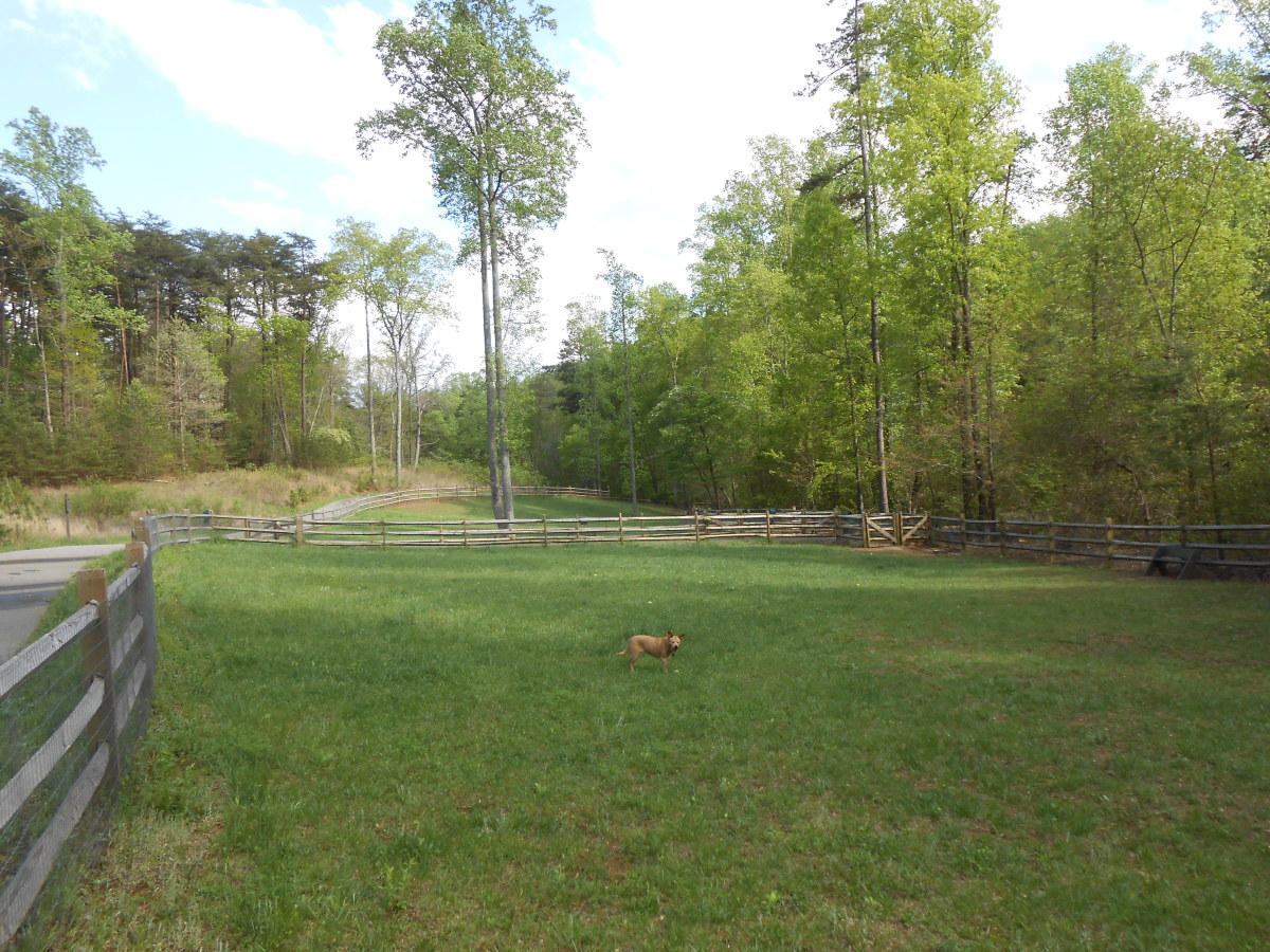 Reeses in one of the 2 dog parks at Big Canoe. You can see the paved walkway on the left. She loves to chase tennis balls in this dog park.