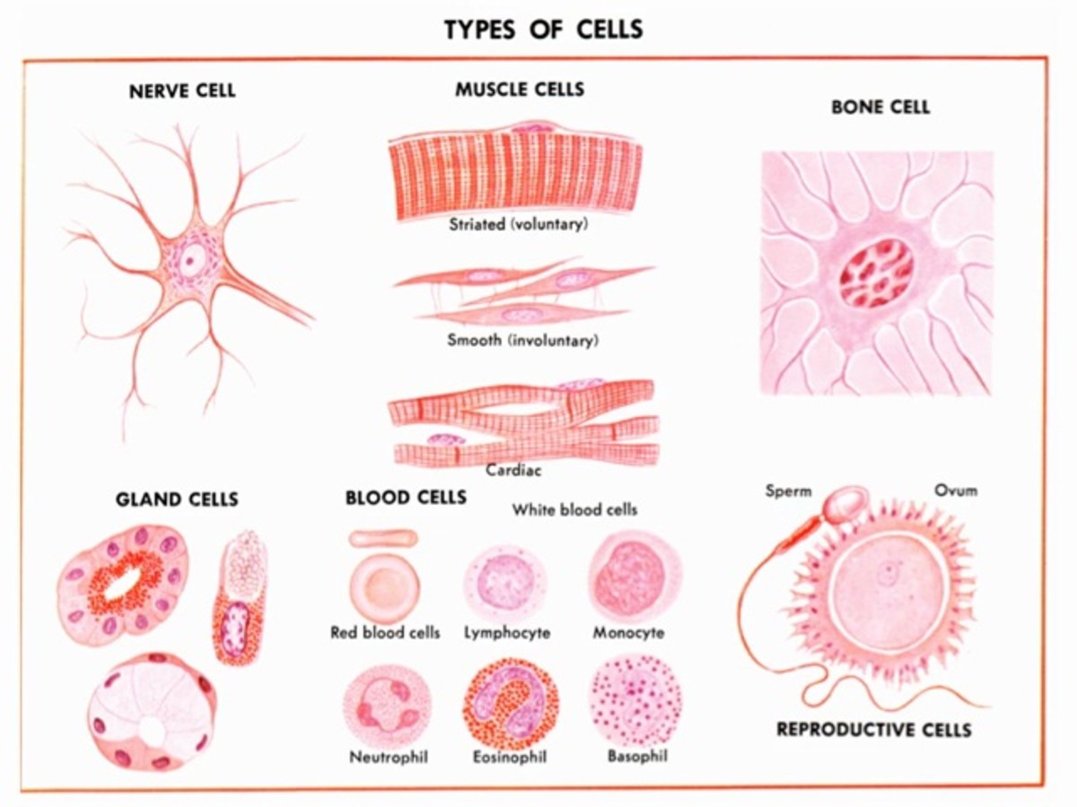 Cells Combine To Form