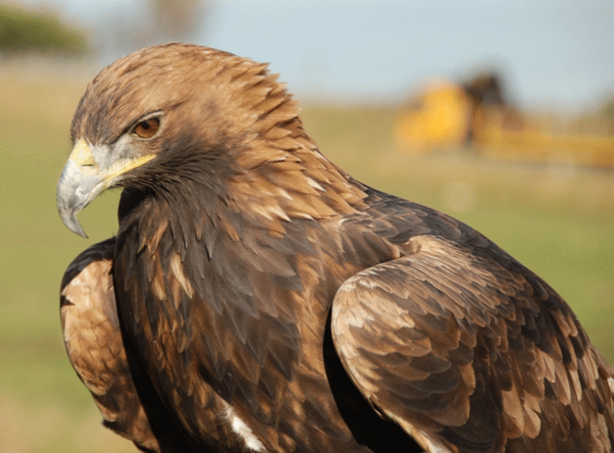 10-largest-raptor-birds
