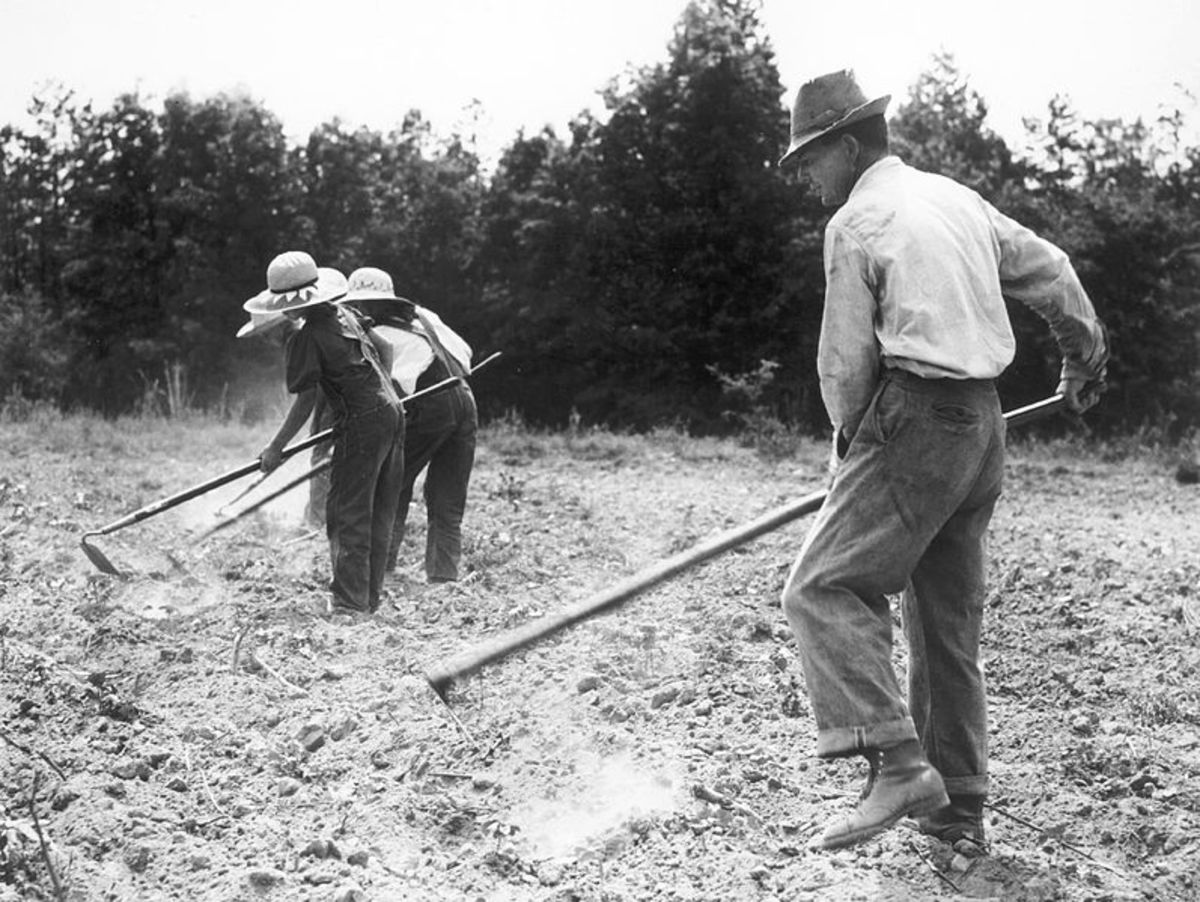 Chopping Cotton Job Cut Down by Small Cotton Farmers HubPages