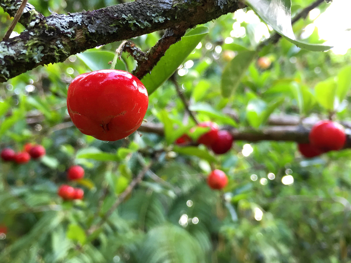 Ripe cherries will soon fall off if they are not picked or eaten by birds.