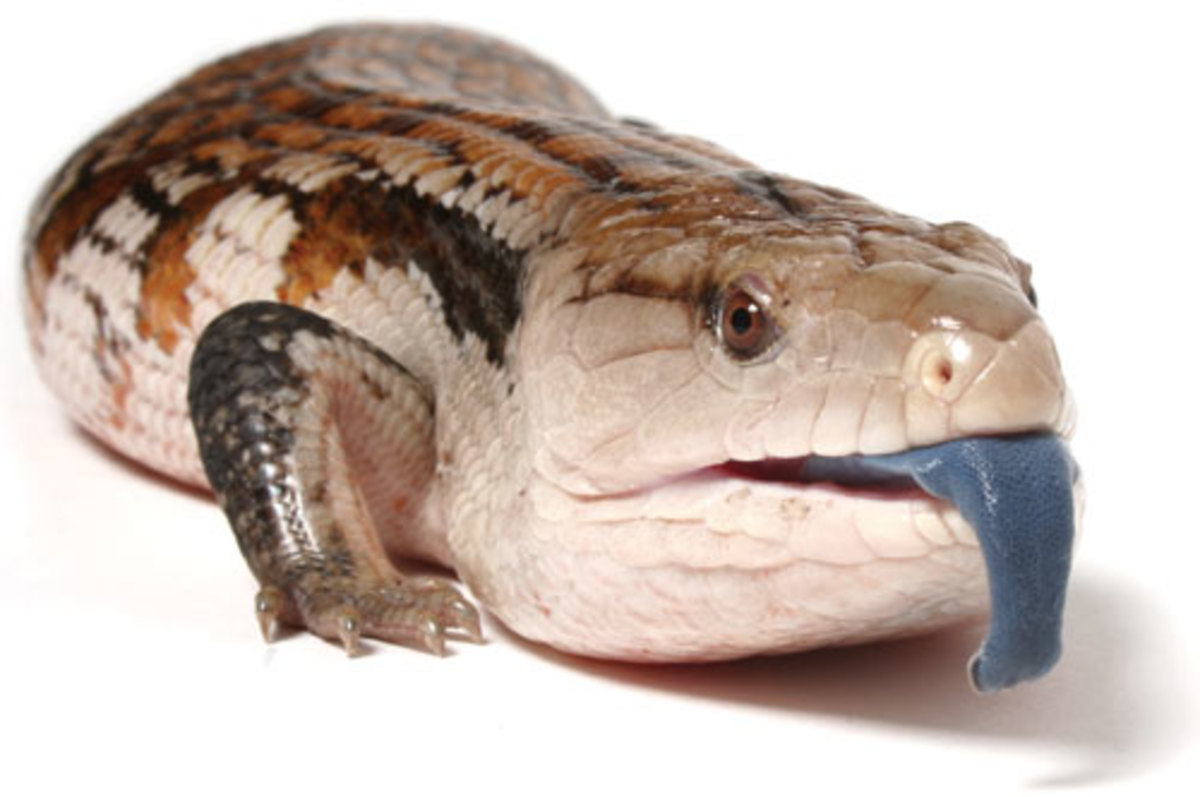 Why Blue Tongue Skinks Make The Best Pet Reptile