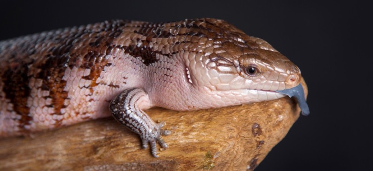 why-blue-tongue-skinks-make-the-best-pet-reptile