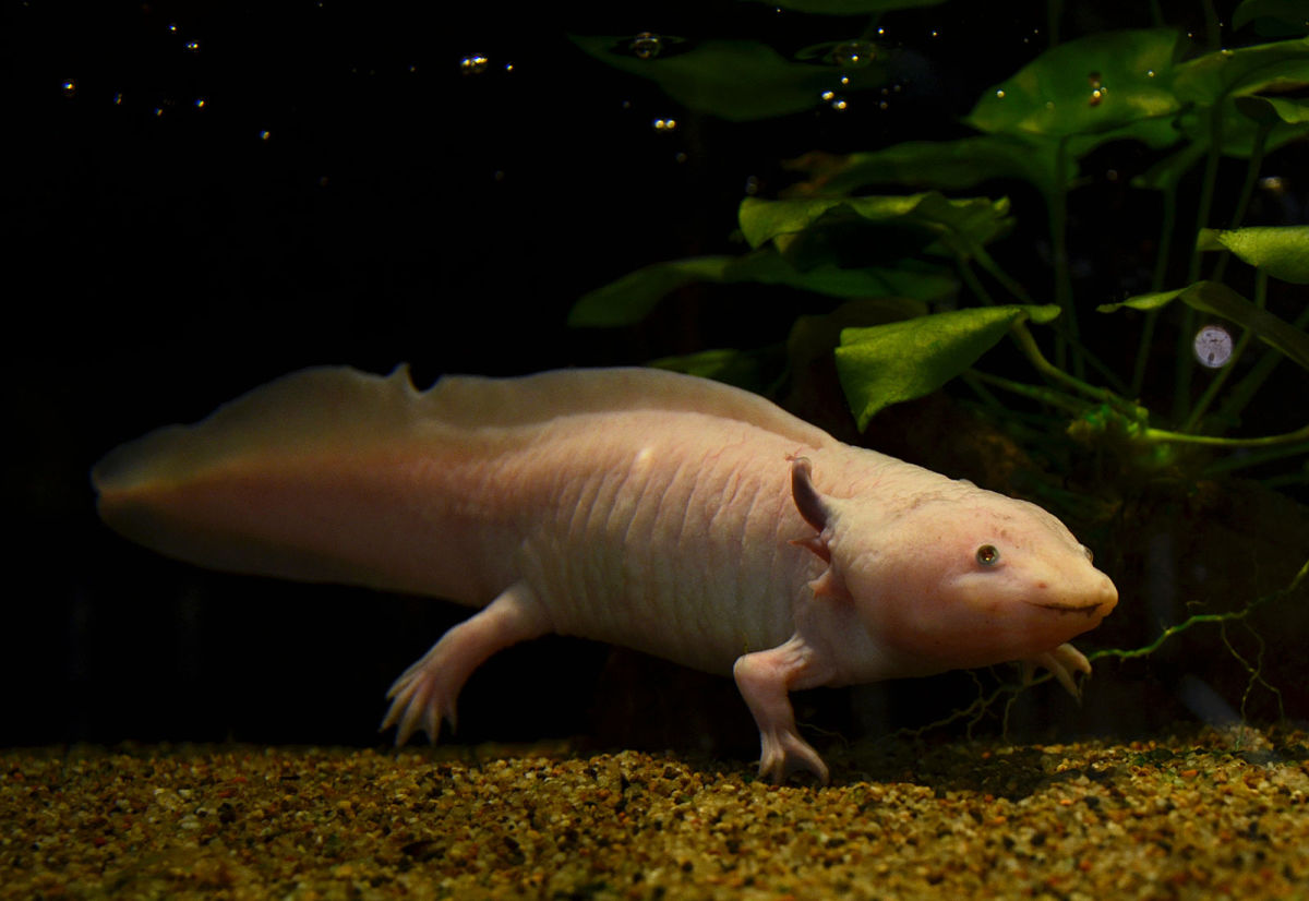 Axolotls prefer tanks with sand and dark areas to hide. 