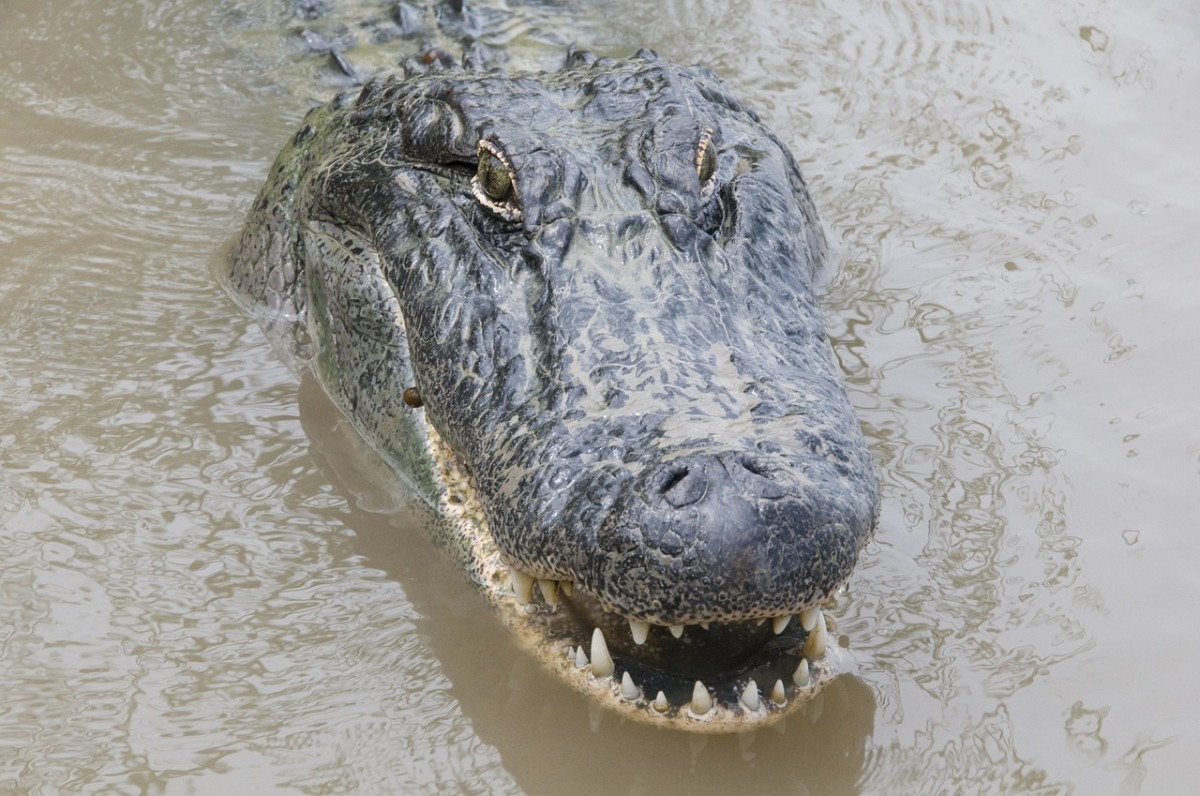Alligators are now in the Wolf "Ghost" River.