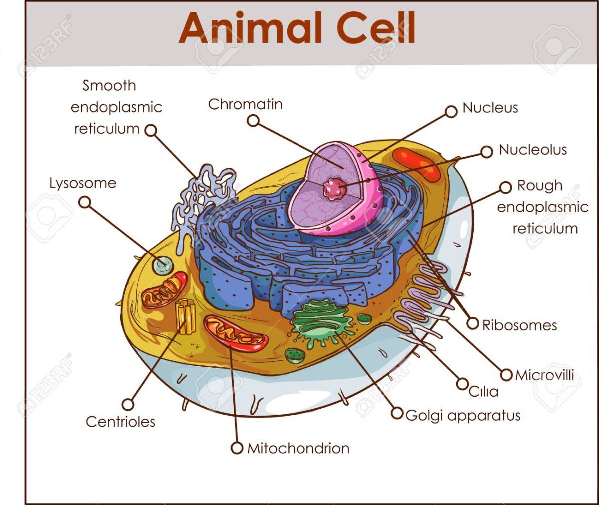 cell-cell-theory-nucleuscell-wall-and-cytoplasmic-organelles