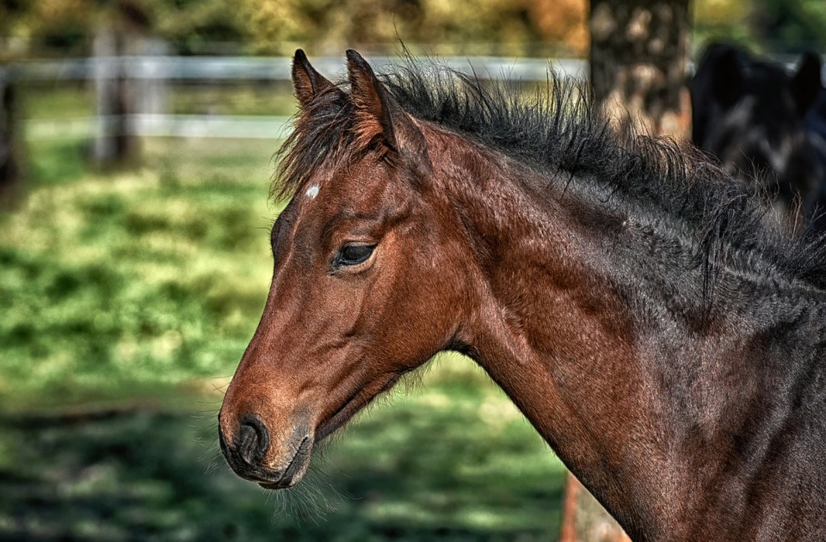 Horses - legal exotic pets