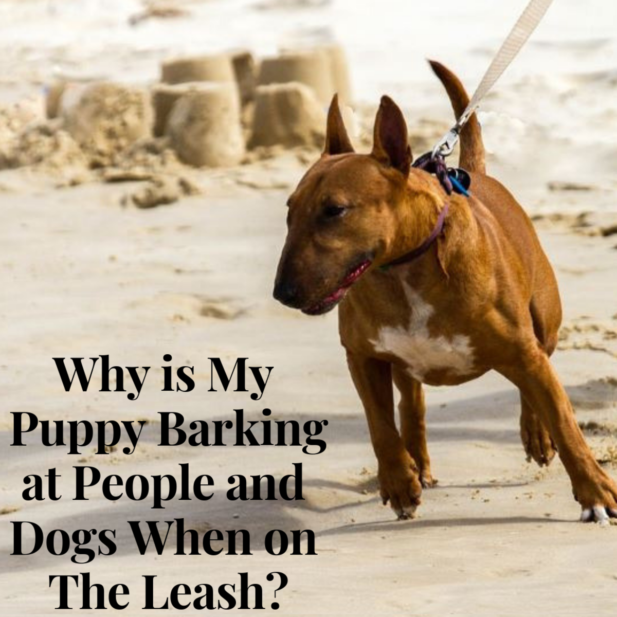 Does your puppy bark at other dogs? FInd out why.