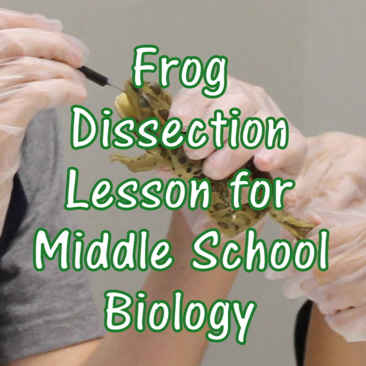 Frog Dissection Lesson for Middle School Biology