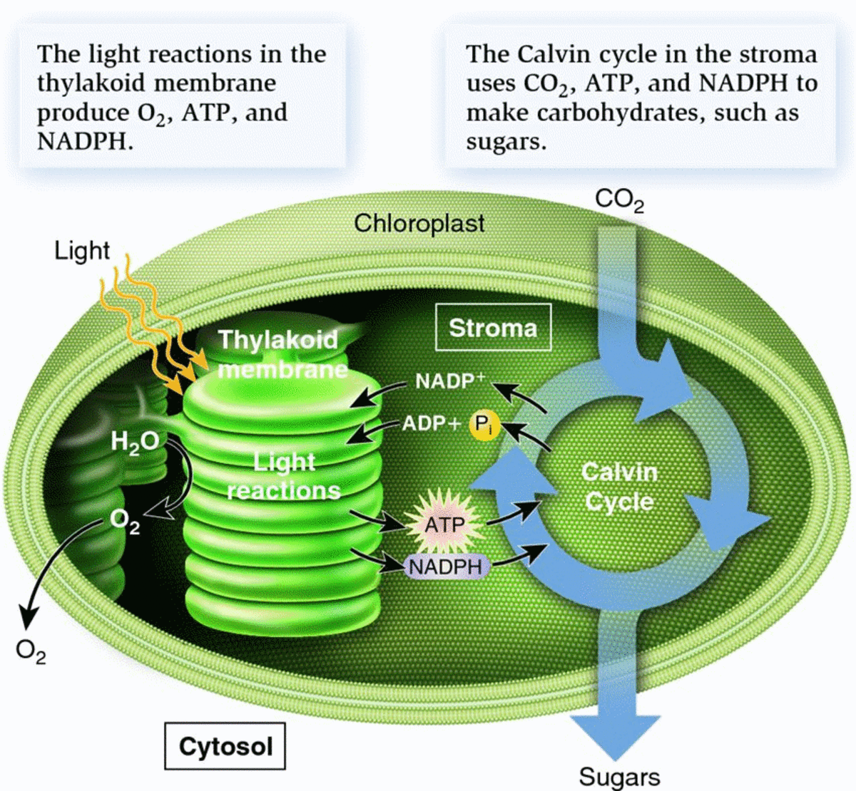 Overall Process of Photosynthesis