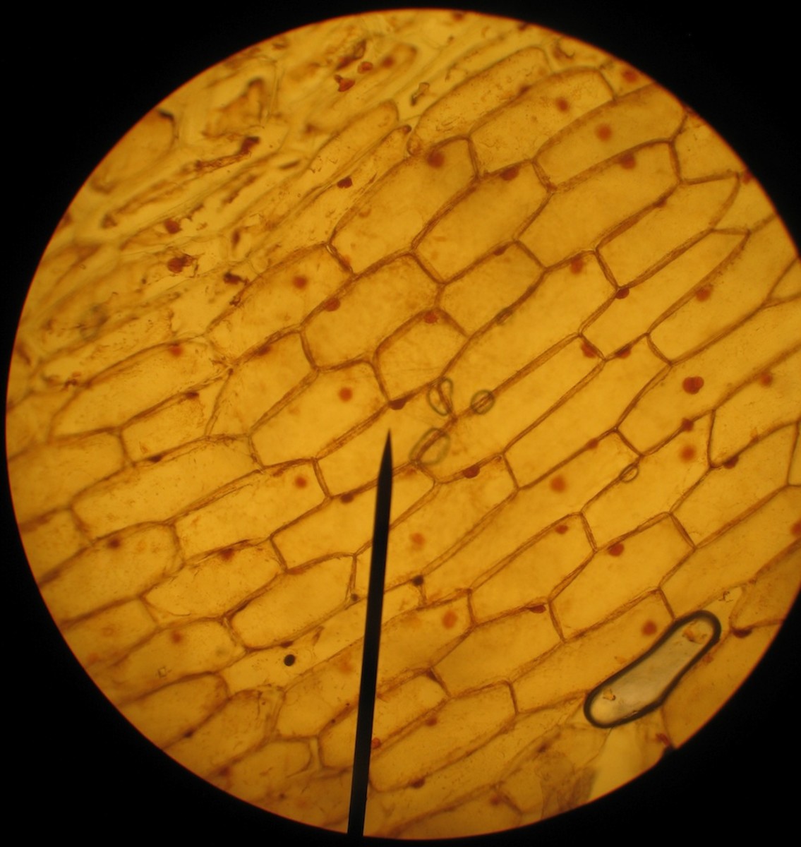 Onion skin under a microscope