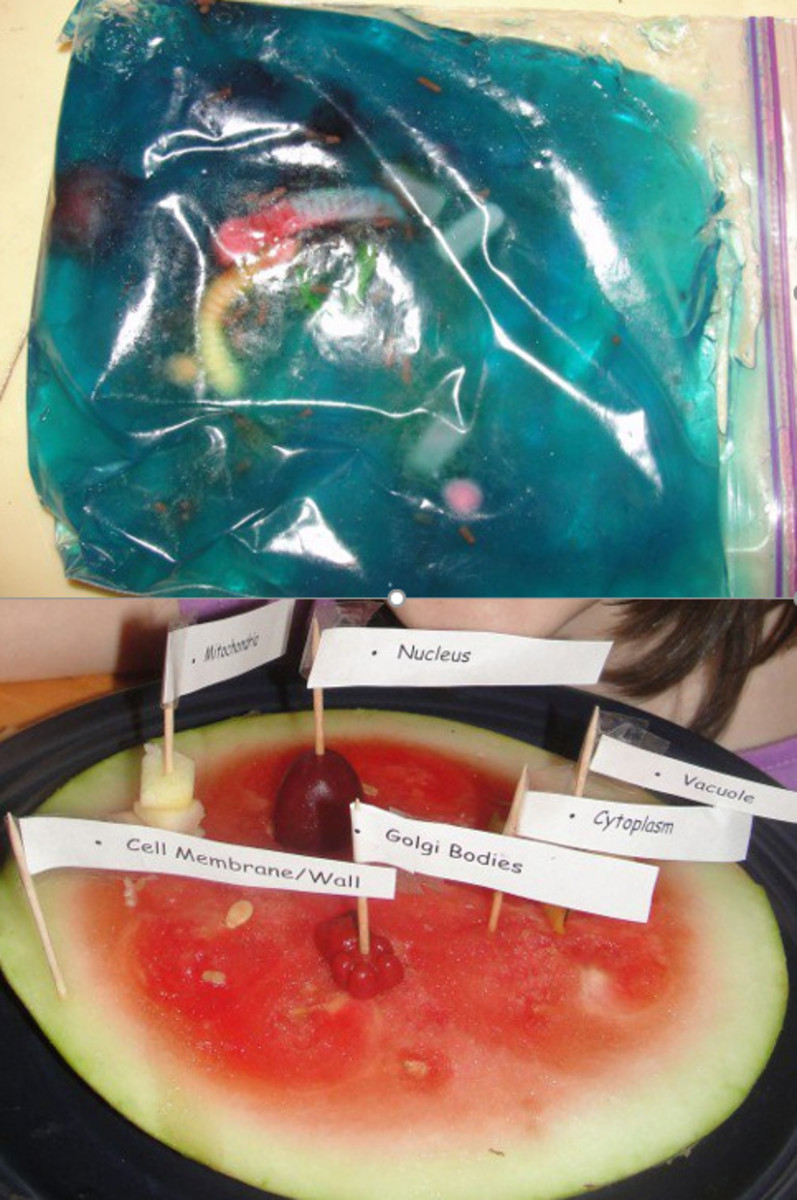 Two 3-D models of a cell created by the students