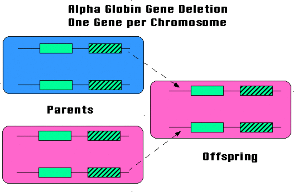 Thalassemia A Genetic Disorder Hubpages