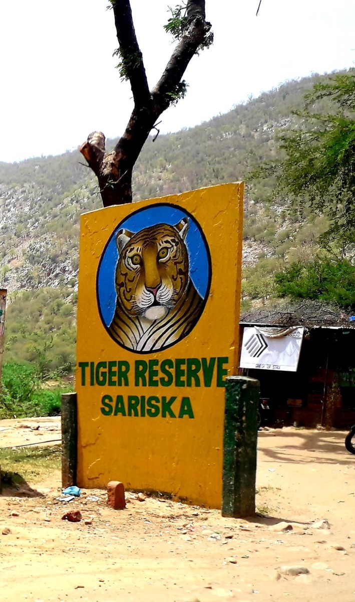 Tiger spotting at the Tiger Reserve, Sariska