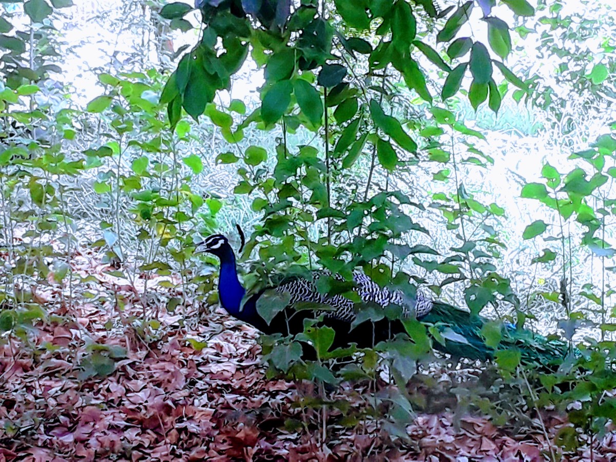 The Peacock at the Sariska National Park