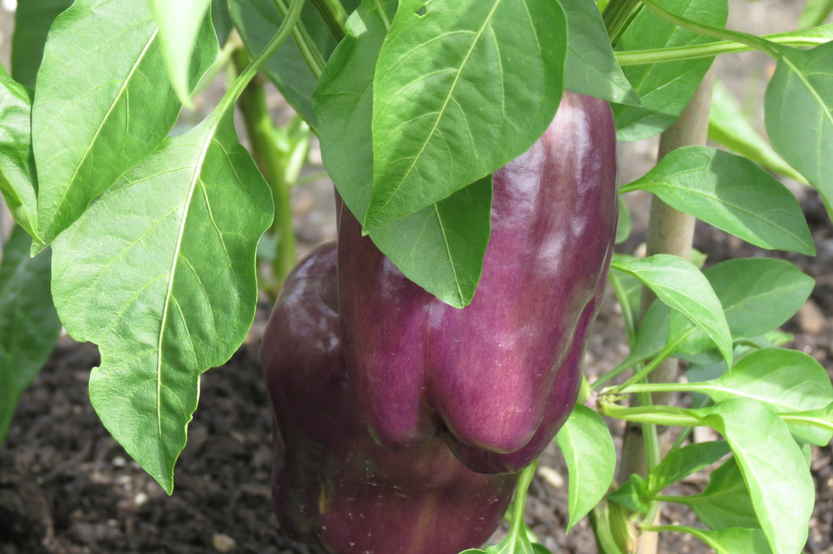 Purple Bell Pepper