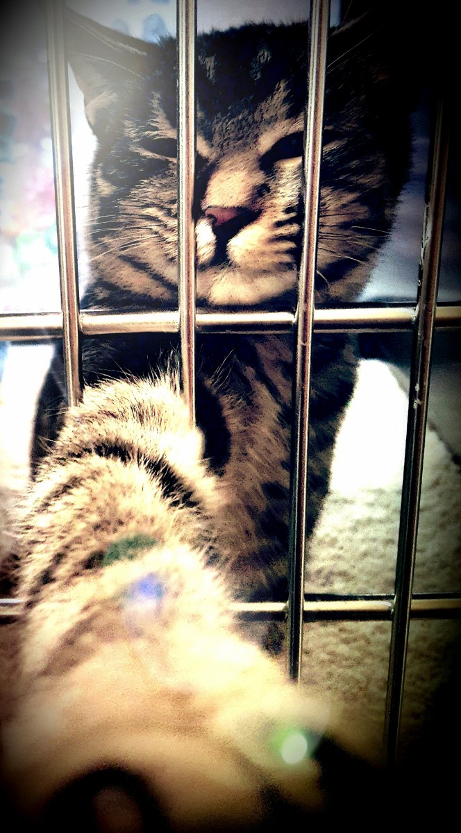 Mackerel Tabby Cat