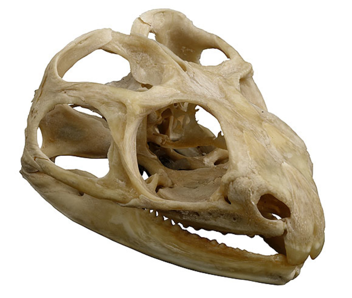 Tuatara skull with a collection of fenestrae.