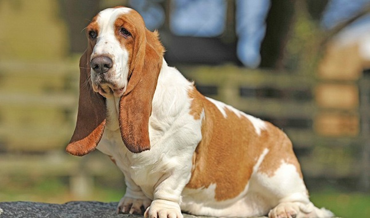 top-five-dog-breeds-for-the-lazy-owners
