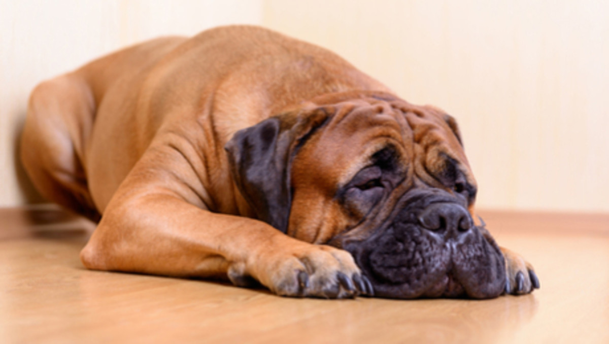 Top Five Dog Breeds for the Lazy Owners