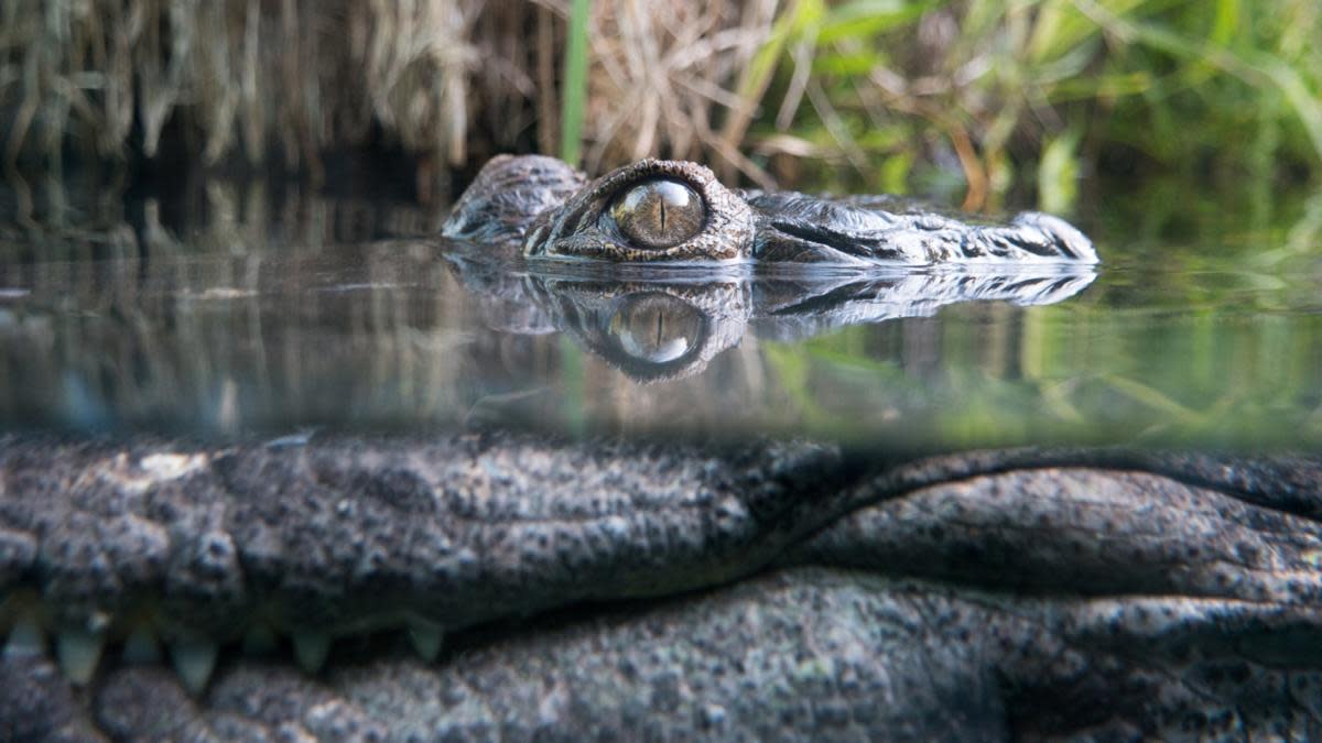 battle-for-the-island-of-ramree-in-burma-and-the-salt-water-crocodiles
