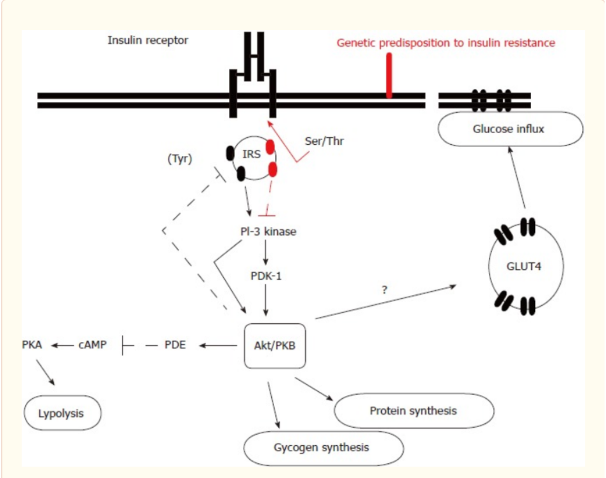 The molecular mechanism of insulin resistance