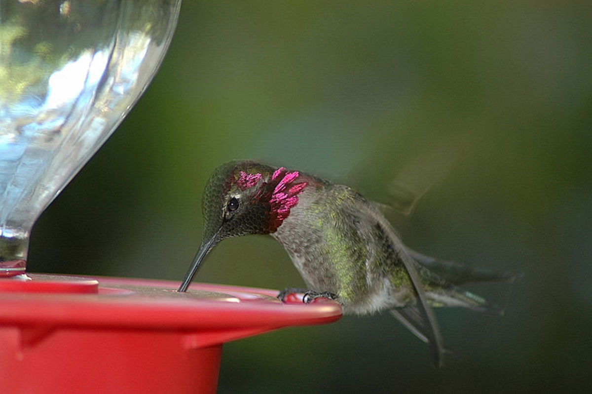 Will our urban Hummingbirds be sucking air out of empty feeders this Coronavirus spring?