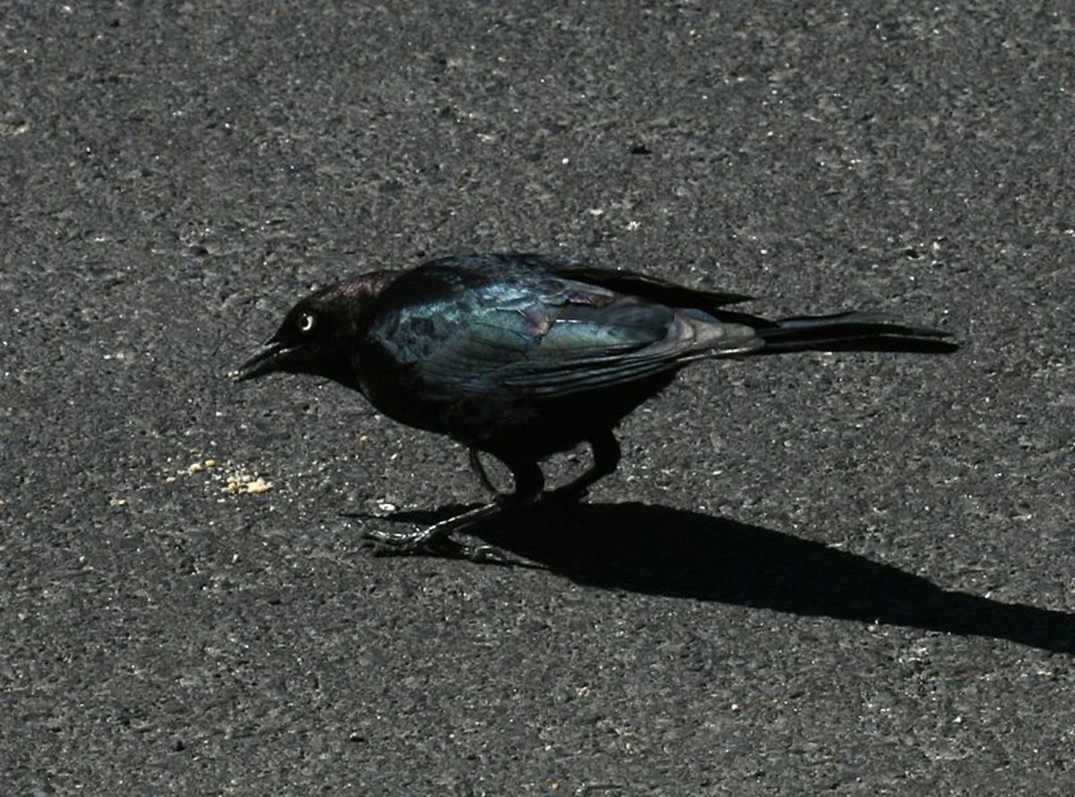The Brewers Blackbird is the king of the Southern California parking lot.  What will be its fate as pandemic parking lots empty?