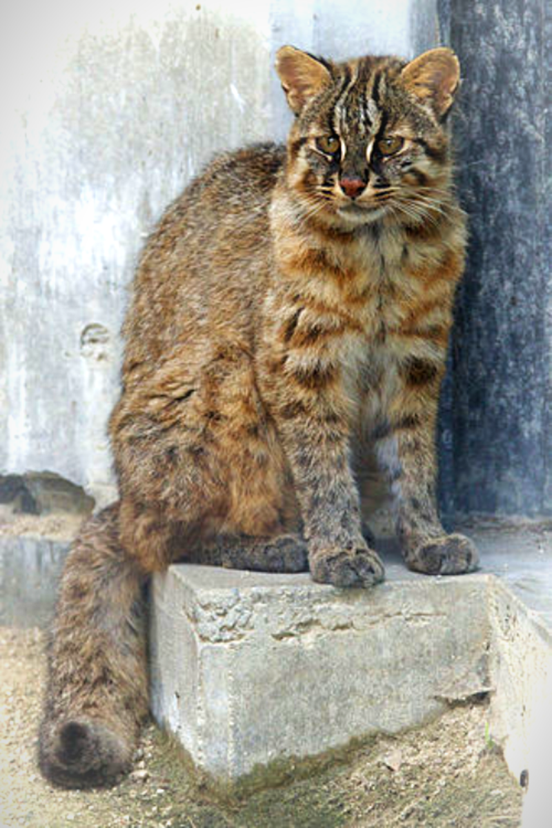 Amur Leopard Cat (P. b. euptilura) 