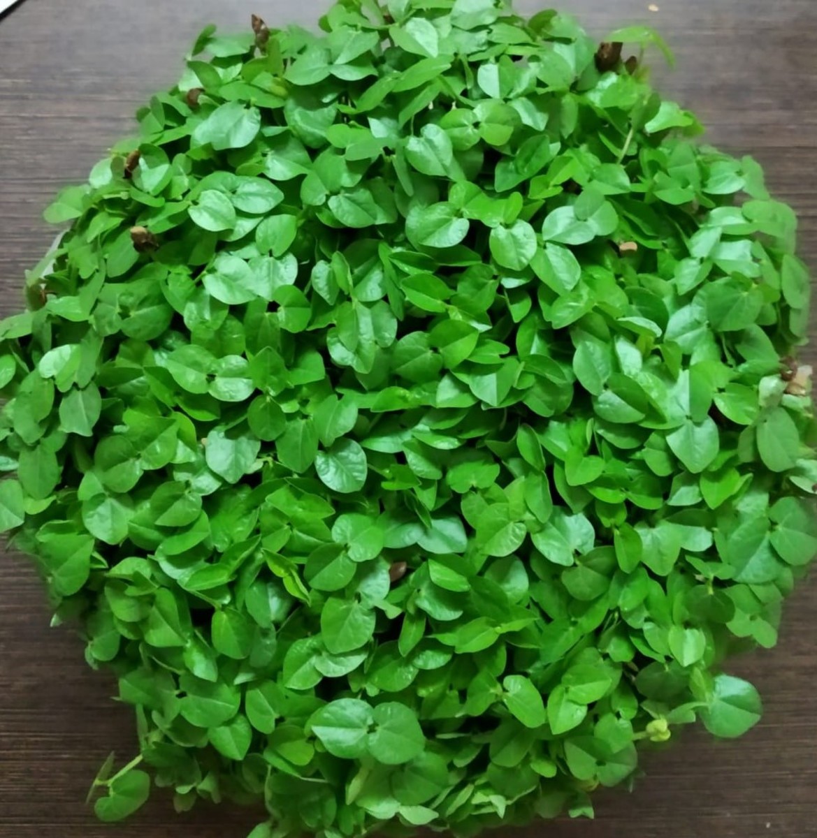 6 Essential Nutritional Benefits You Need to Know About Microgreens