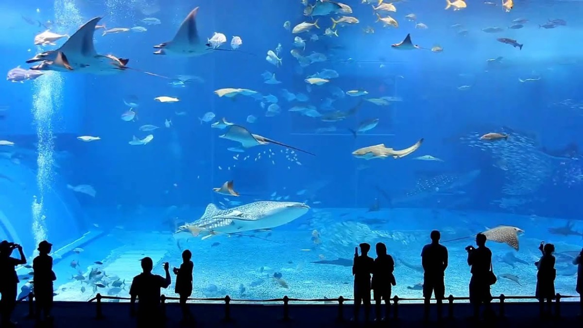12-of-the-largest-aquariums-in-the-world