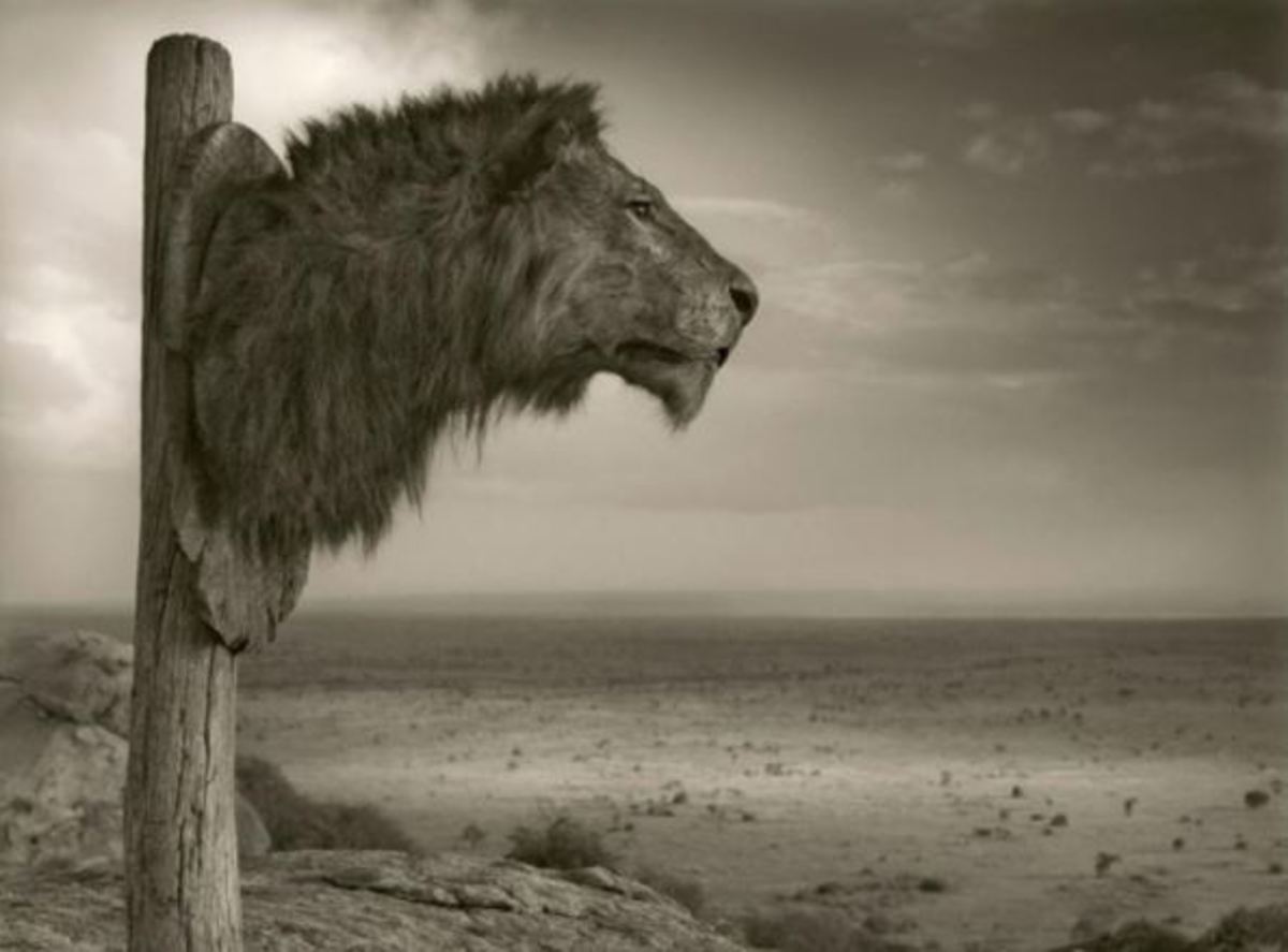 Trophy Hunting – Providing Revenue and Incentives to Conserve and Protect Wild Populations and Their Habitats?
