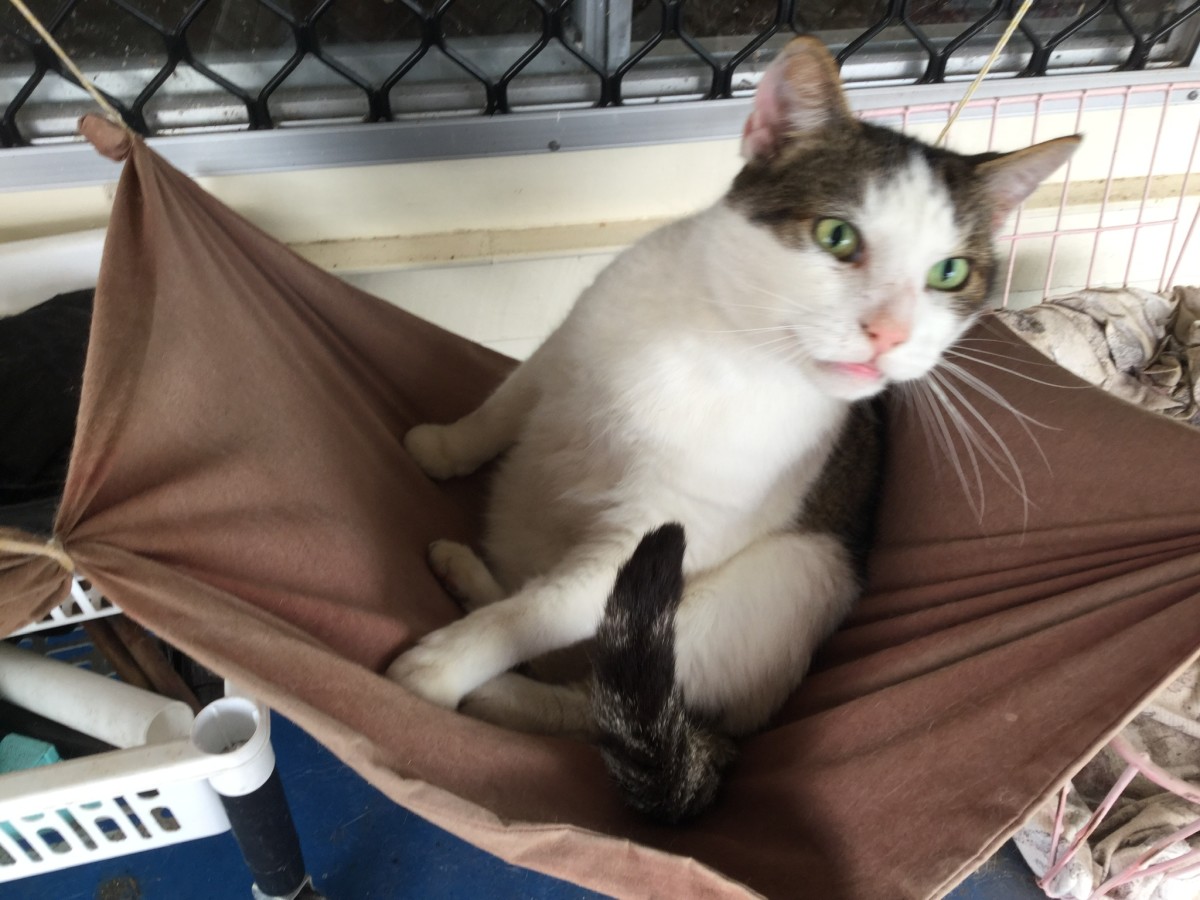 Basil comfortable on a porch hammock