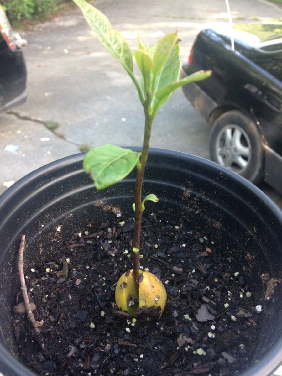how-to-grow-an-avocado-tree-from-an-avocado-you-get-at-the-grocery-store-two-methods