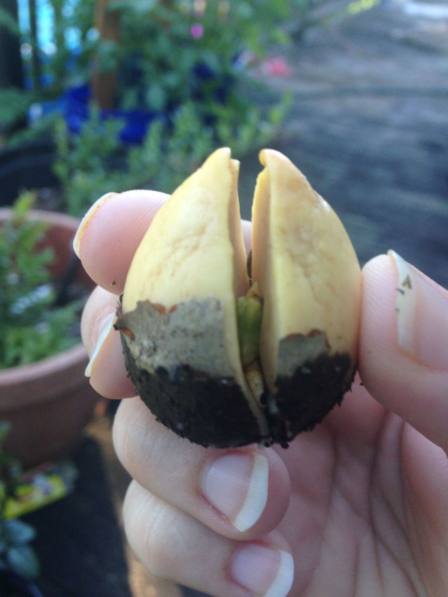how-to-grow-an-avocado-tree-from-an-avocado-you-get-at-the-grocery-store-two-methods