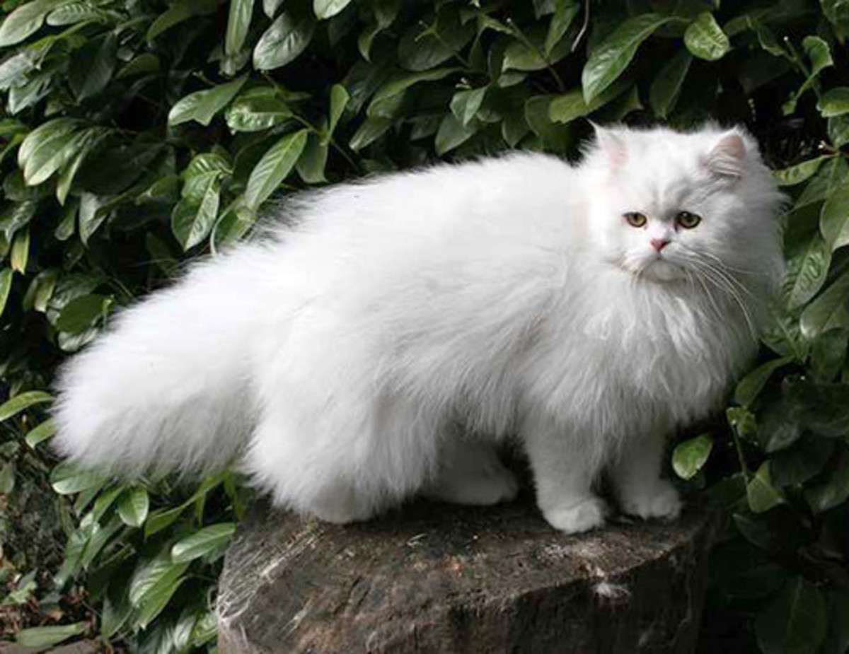 most-sought-after-cat-breeds