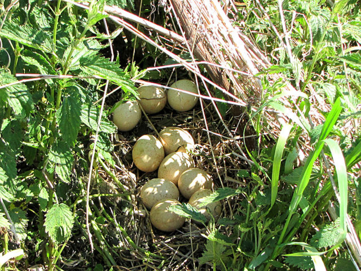 Wild Turkey Eggs and Nest