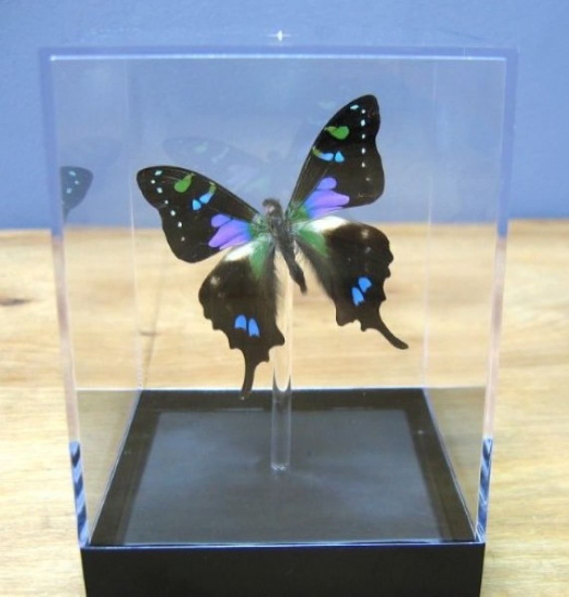 butterfly-clip-art