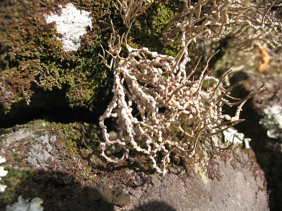 Rocella fuciformis, another species of Rocella lichens widely used as a source of natural dyes.