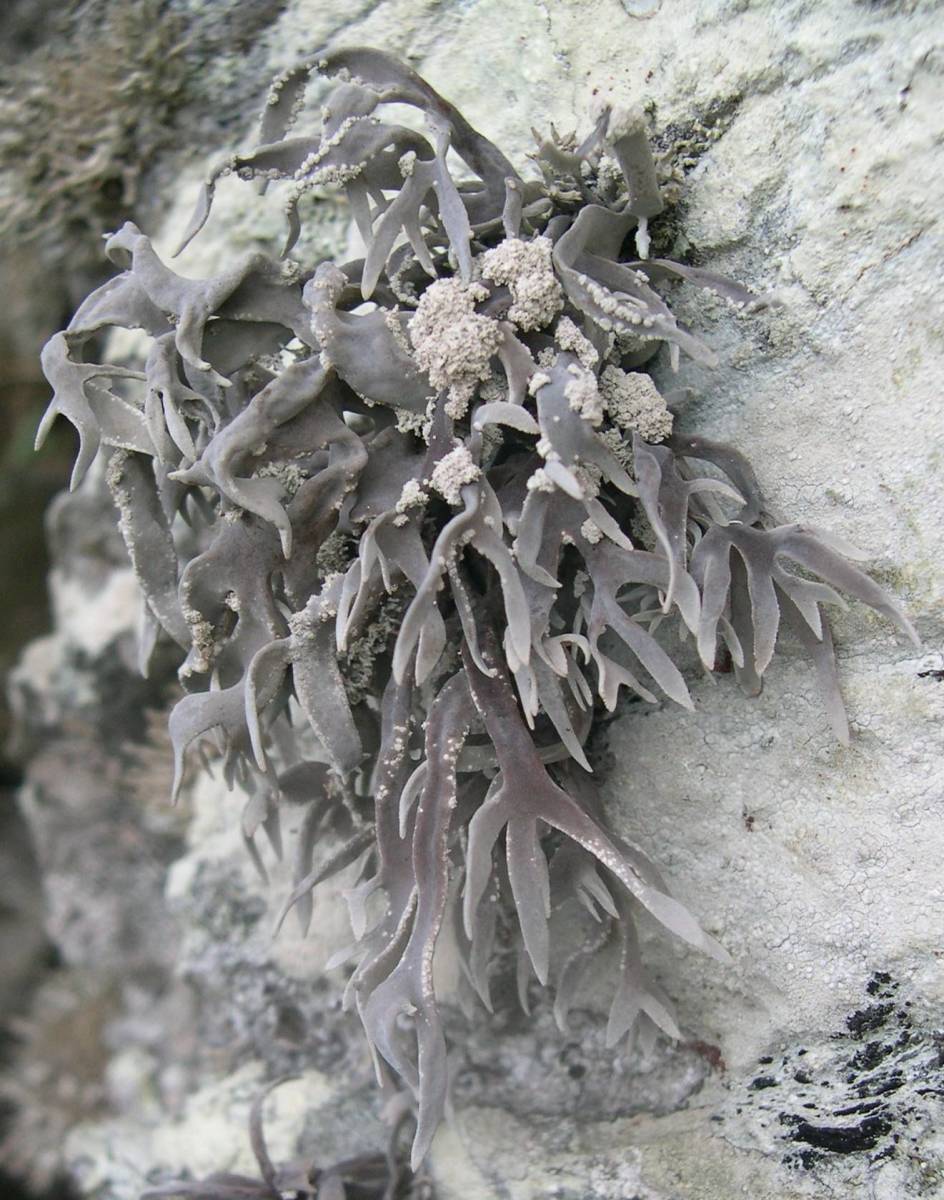 A closer look on the lichen Rocella fuciformis