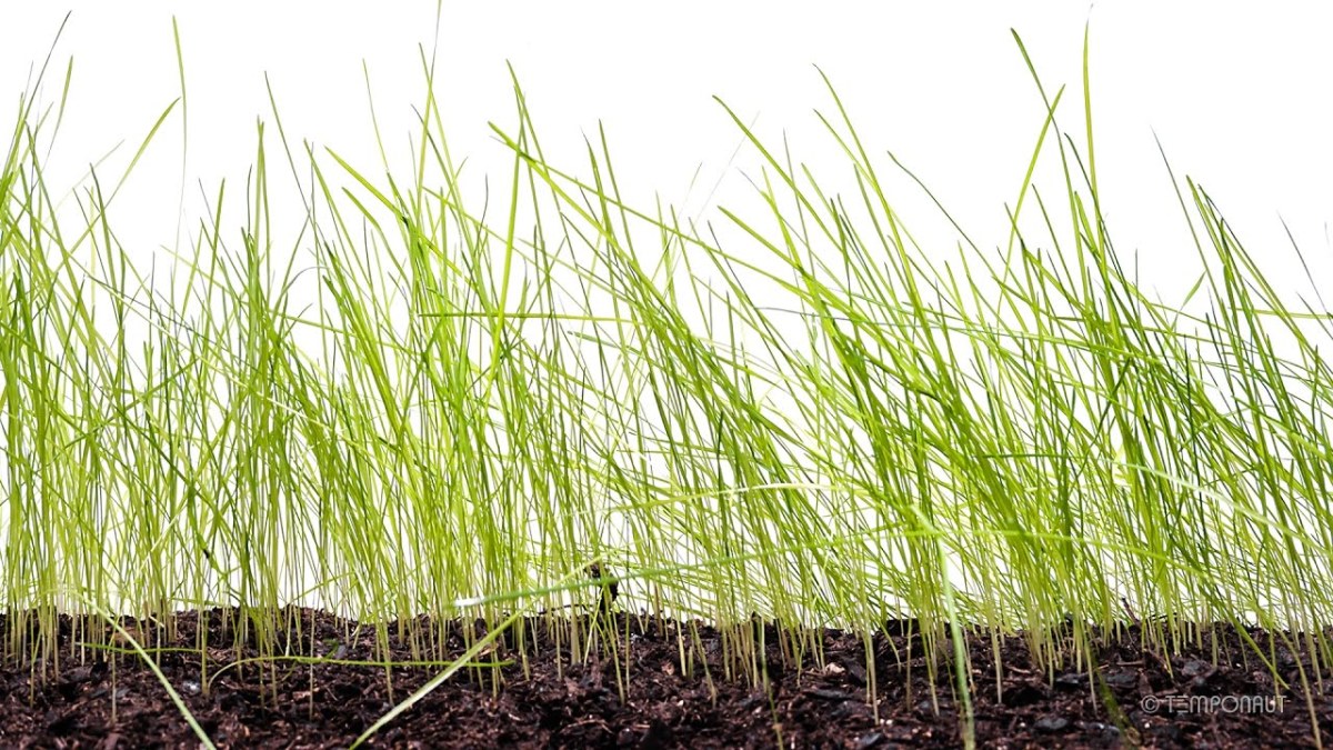 Tips Regarding How To Grow Grass Seed Successfully
