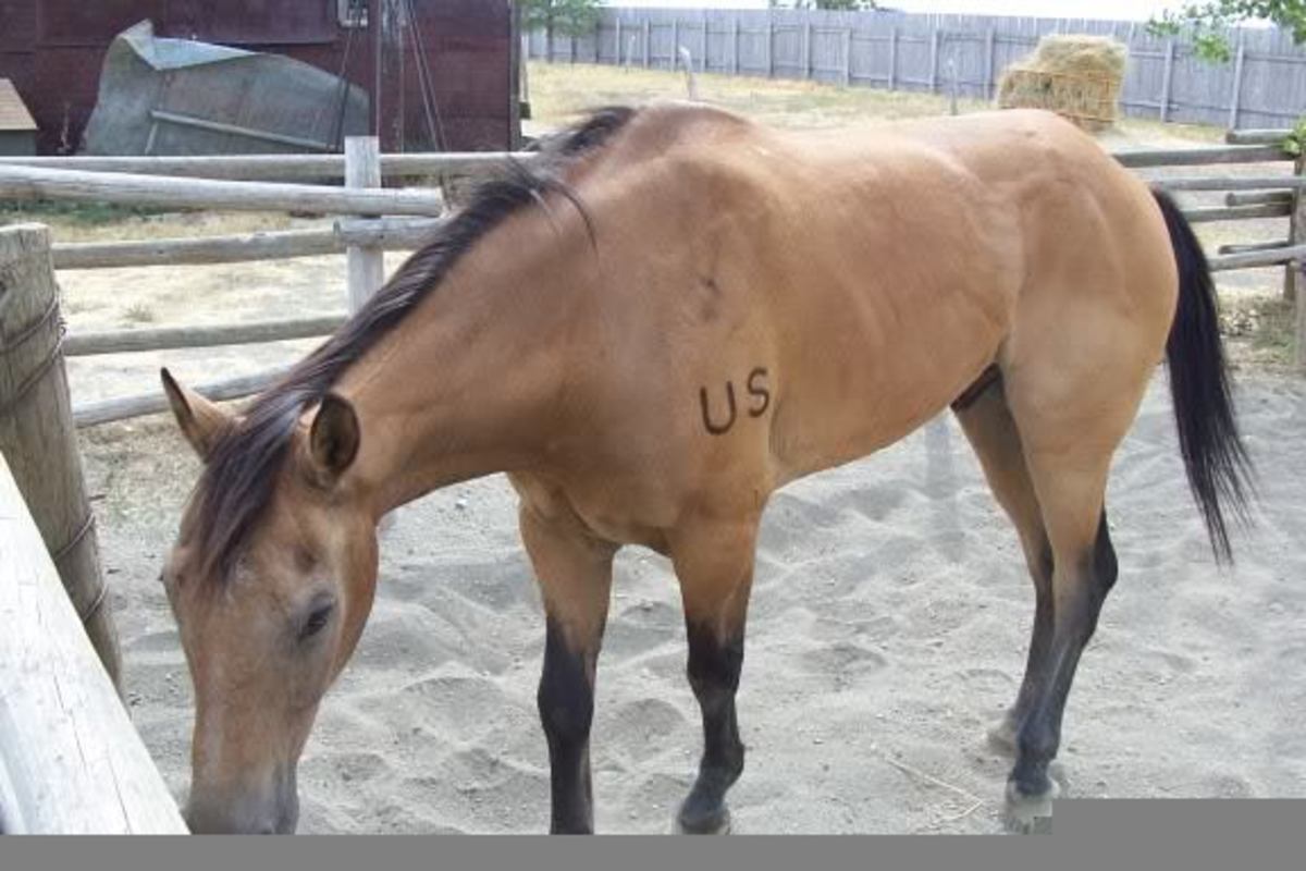 For Sale: "Cisco," the Kevin Costner pony from "Dances With Wolves," barely ridden.
